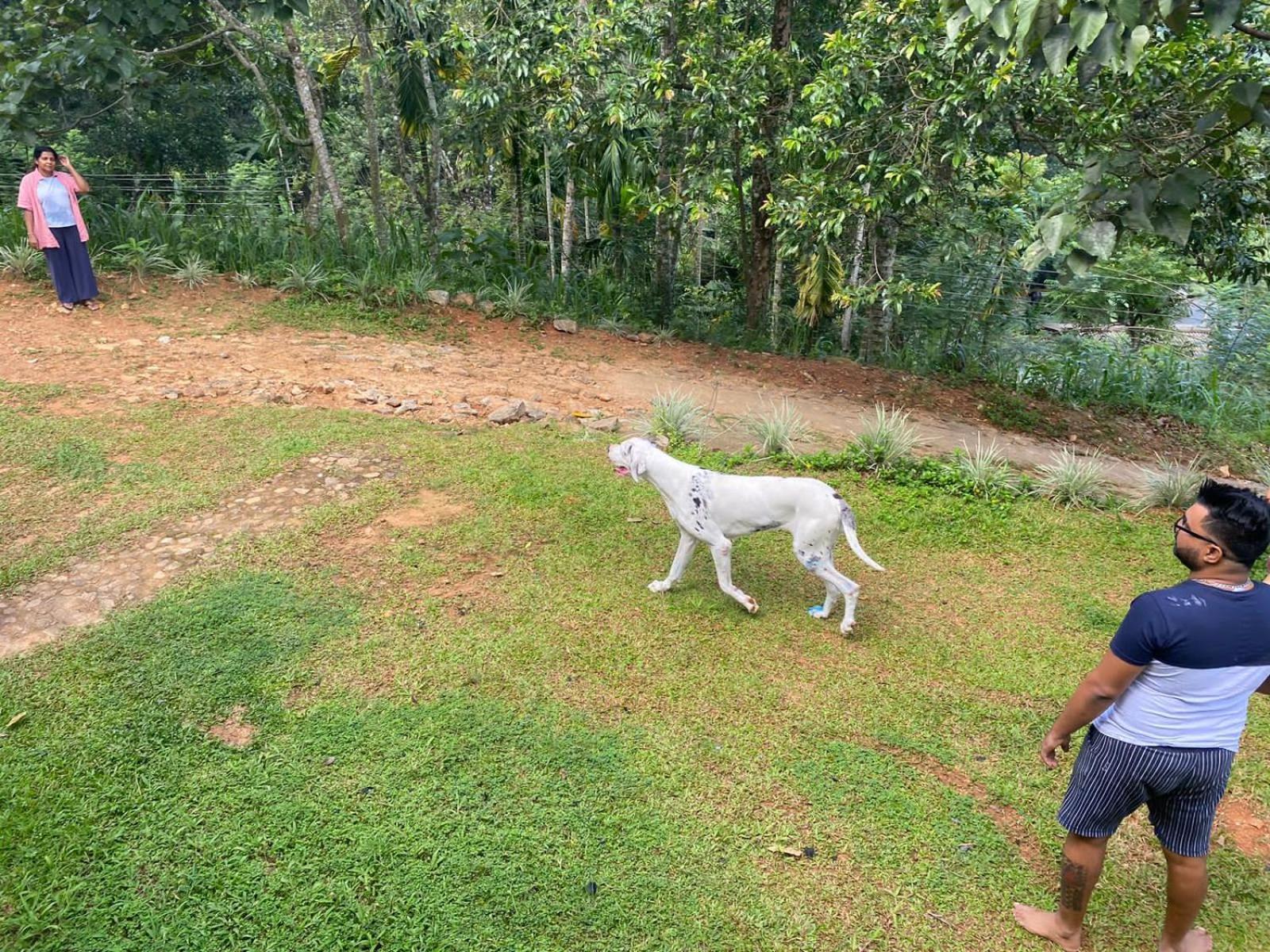 Little Wood Villa And Retreats Doluwa Kandy Dış mekan fotoğraf